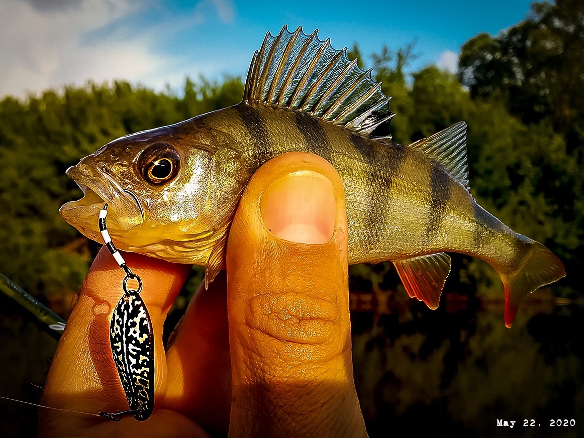 Железный аргумент на перекатах. Обзор SV Fishing Individ